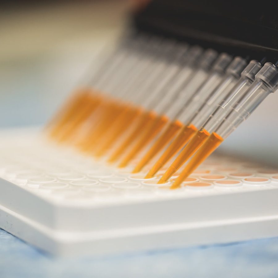 A multichannel pipette filling an assay plate in a laboratory